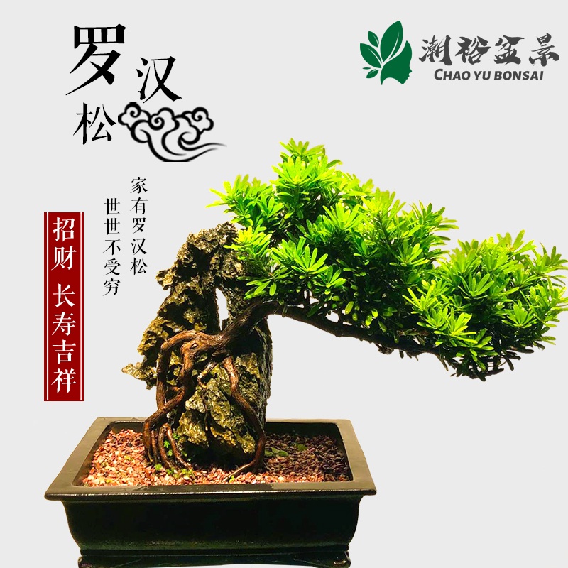 小叶雀舌盆景罗汉松高级盆栽名贵树绿植物室内美观好
