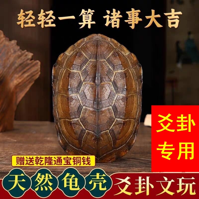 卦卜铜钱龟壳老式六爻工具一整套金钱摆件干净龟壳风水摇铜钱