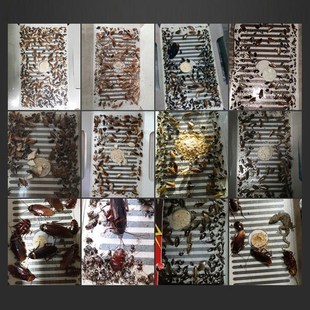 5PCS/SET Cockroach House Cockroach Trap Repellent Killing Ba