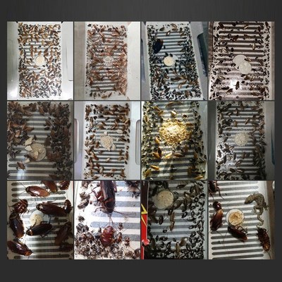 5PCS/SET Cockroach House Cockroach Trap Repellent Killing Ba