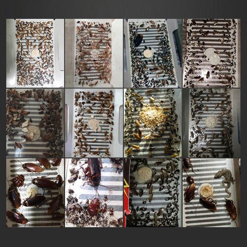 5PCS/SET Cockroach House Cockroach Trap Repellent Killing Ba