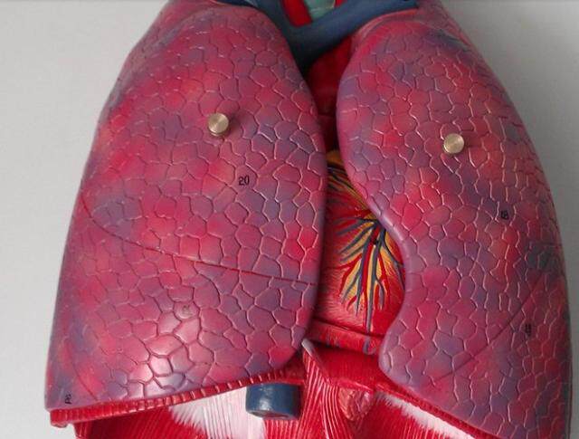 内脏解剖模型 人体拼装模型呼吸系统解剖 肺部模型(医用教具)