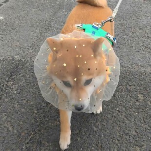 狗狗防误食头纱防偷吃面罩舒适透气中小型犬专用嘴套小狗防舔网套