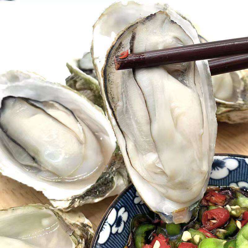 乳山生蚝现捕生蚝新鲜大牡蛎带壳海蛎子贝类海鲜活水产6+蚝1箱8斤