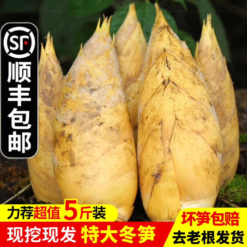 建瓯新鲜冬笋农家现挖天然野生毛竹笋春笋正宗鲜笋竹笋黄泥笋