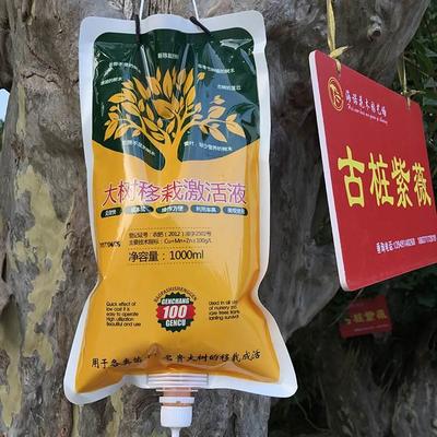 古树香樟树用移栽吊针液果大树营养液树木吊袋液吊瓶生根液施它活