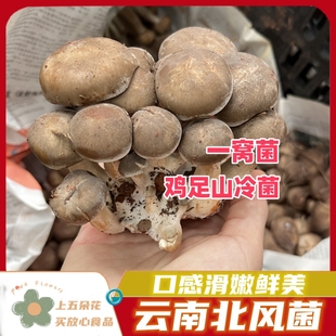 云南新鲜北风菌一窝菌鸡足山冷菌口感鲜嫩酒店餐饮供应