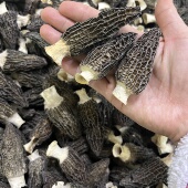 2026开门红羊肚菌头茬新货新老顾客福利价