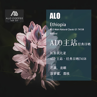 ALO主站经典日晒77158手冲单品豆