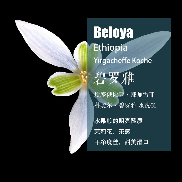 埃塞俄比亚耶加雪菲科契尔碧罗雅水洗处理手冲单品咖啡豆新鲜烘焙