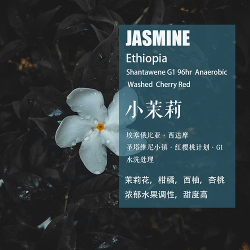 埃塞圣塔维尼小镇小茉莉咖啡豆
