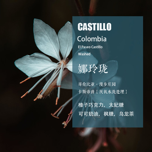 哥伦比亚卡斯蒂略娜玲珑咖啡豆