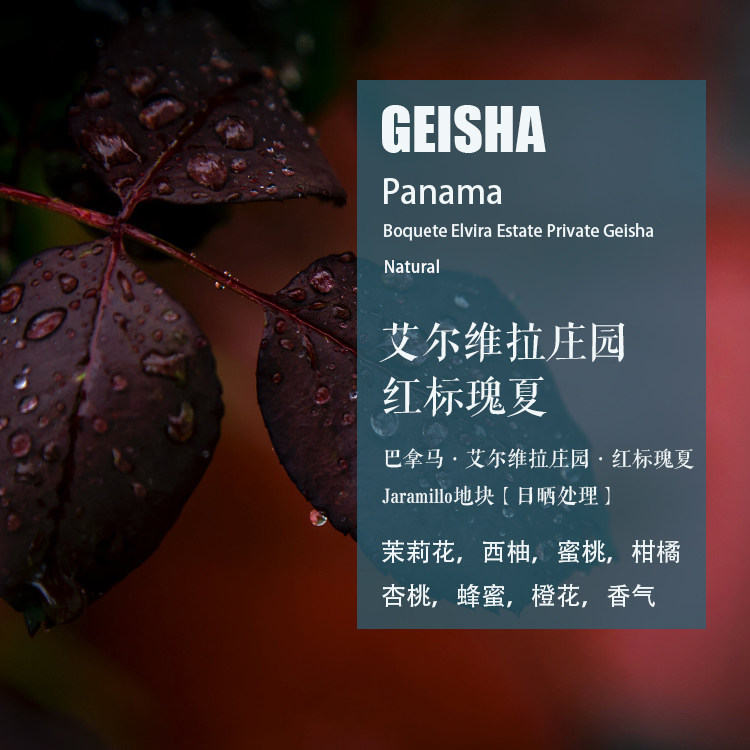 巴拿马艾尔维拉庄园红标瑰夏Geisha日晒处理咖啡豆 手冲单品咖啡