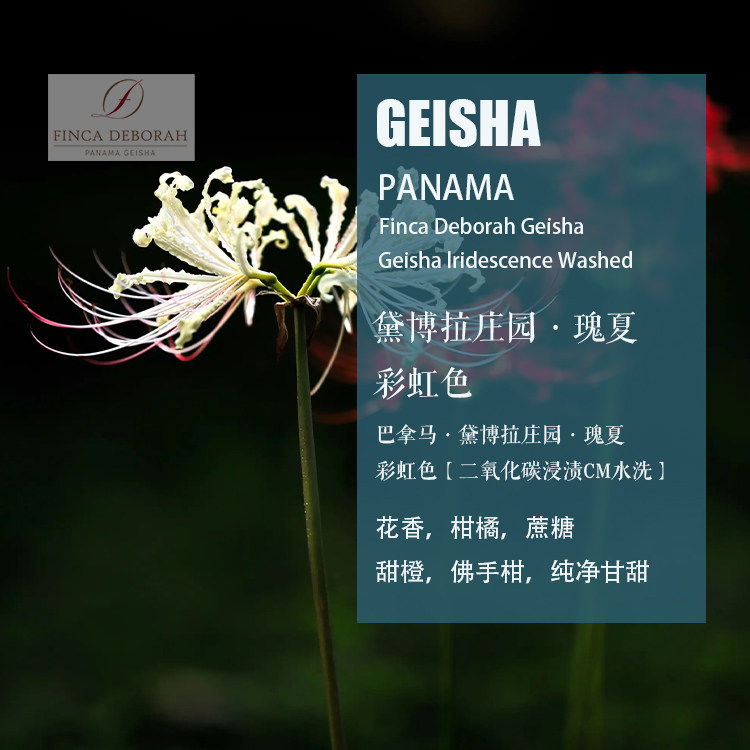 巴拿马黛博拉庄园瑰夏Geisha彩虹色水洗处理咖啡豆手冲单品新产季