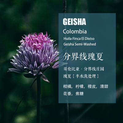 哥伦比亚分界线庄园瑰夏咖啡豆