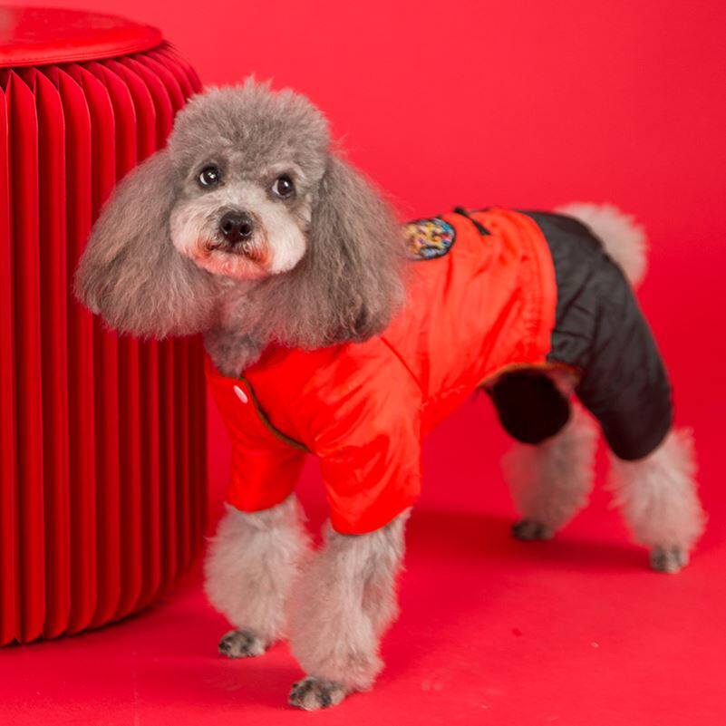 可爱秋冬装过新年博美秋冬季狗狗新年棉衣棉服吉娃娃斗牛犬小狗狗