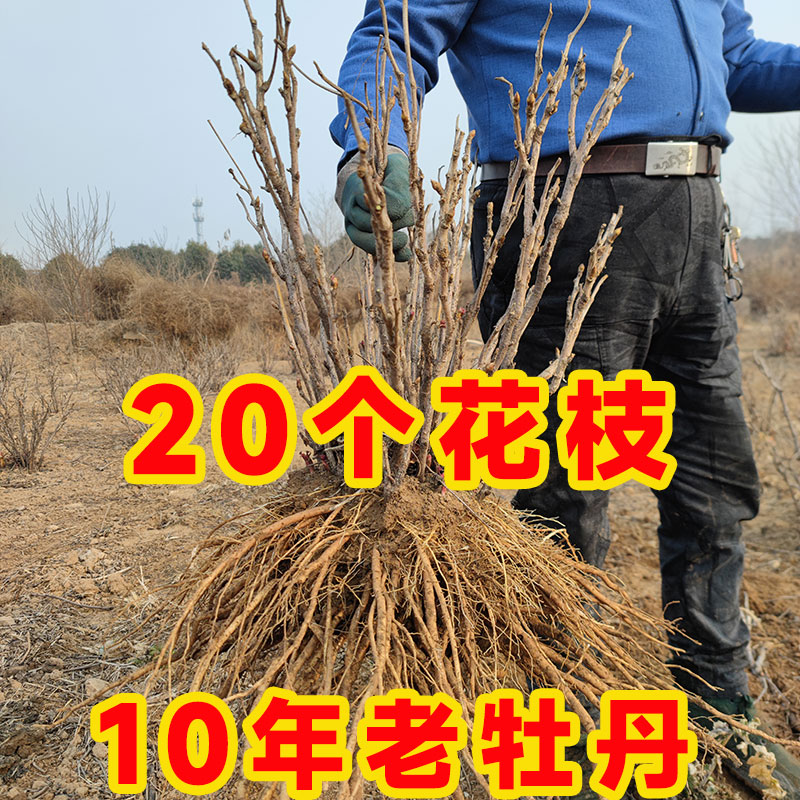 百花炉牡丹木本庭院，阳台春节