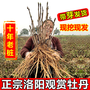 牡丹花苗花树苗盆栽洛阳正宗观赏耐寒花卉植物大苗庭院牡丹花老桩