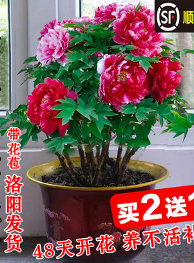 牡丹花树苗盆栽大苗洛阳正宗带花苞牡丹花种四季重瓣花卉牡丹花苗
