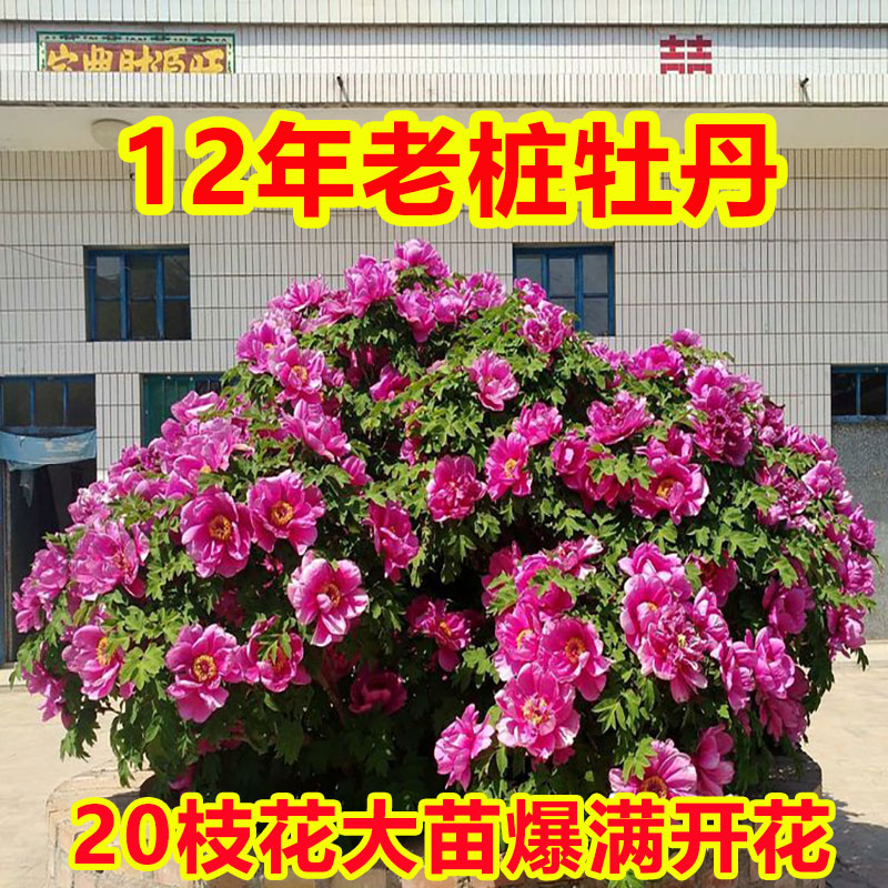 老桩牡丹开花爆满大苗正宗庭院