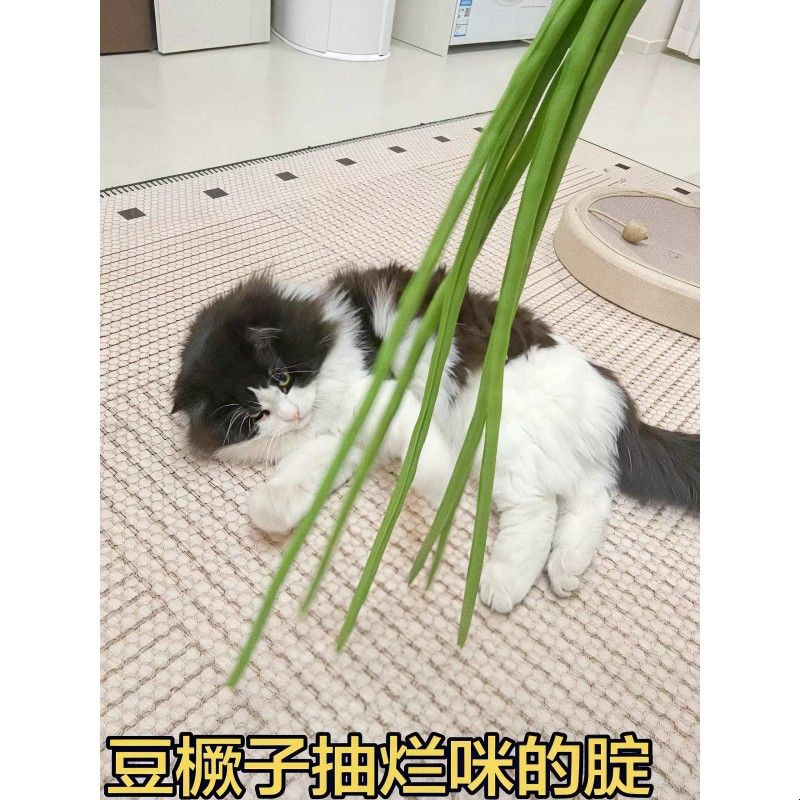仿真豆橛子鞭子逗猫棒猫玩具自嗨解闷耐咬豆角软绵不伤猫打猫神器