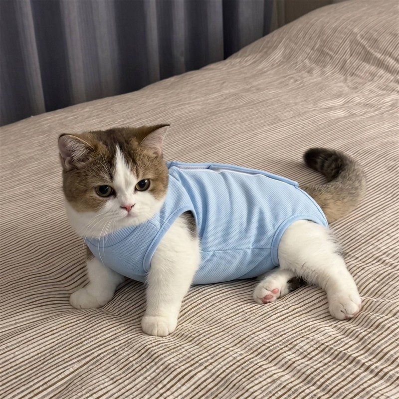 猫咪绝育服母猫绝育术后服防抓舔公猫手术服幼猫断奶服透气包肚衣