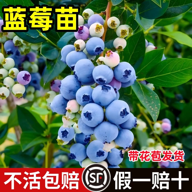 盆栽蓝莓树苗南北方种植蓝莓树苗果树苗带果发货当年结果