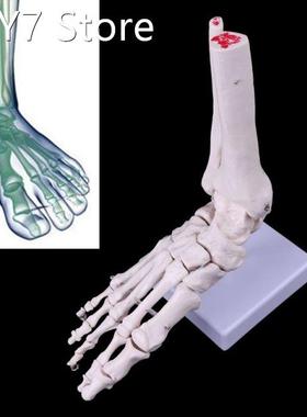 Life size Foot Ankle Joint Anatomical Skeleton Model Medical