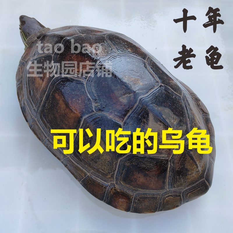 煲汤足斤可食用滋补中华营养草龟