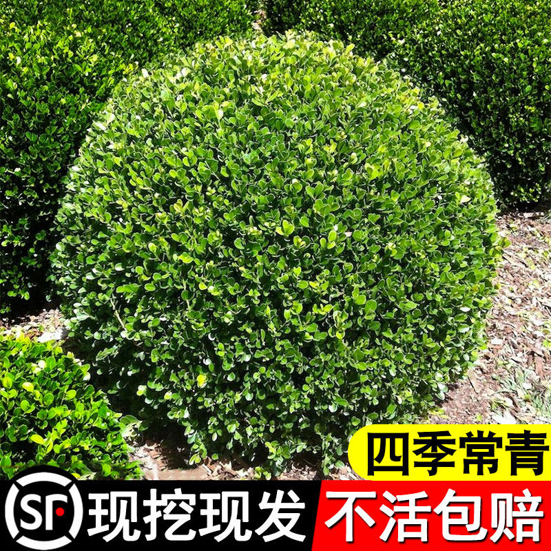 大叶黄杨球冬青球球形黄杨毛球树苗四季常青庭院围墙篱笆绿化植物