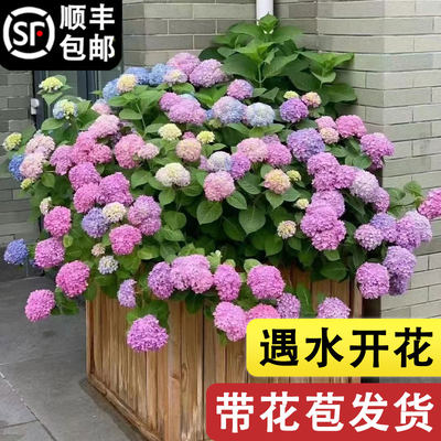 绣球花苗盆栽大花无尽夏带花花卉