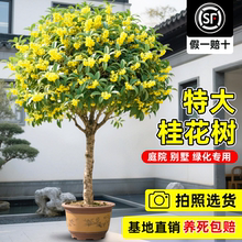 耐寒浓香型花卉桂花树苗大树八月桂四季桂盆栽庭院别墅地栽南北方
