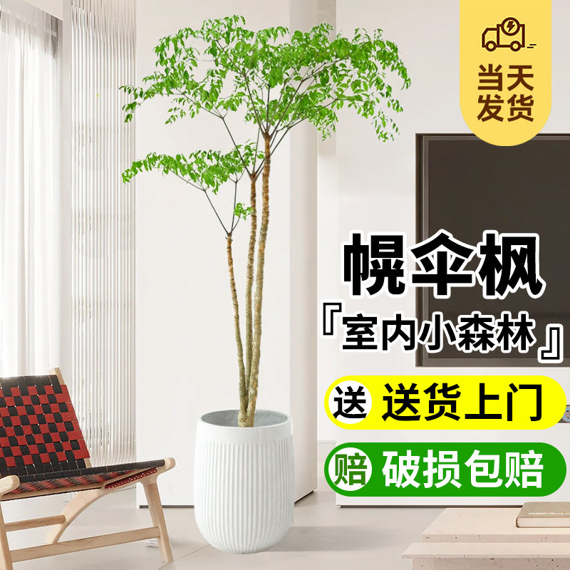 幌伞枫原生老桩幸福树大型盆栽新房客厅绿植富贵树办公室阳台盆景