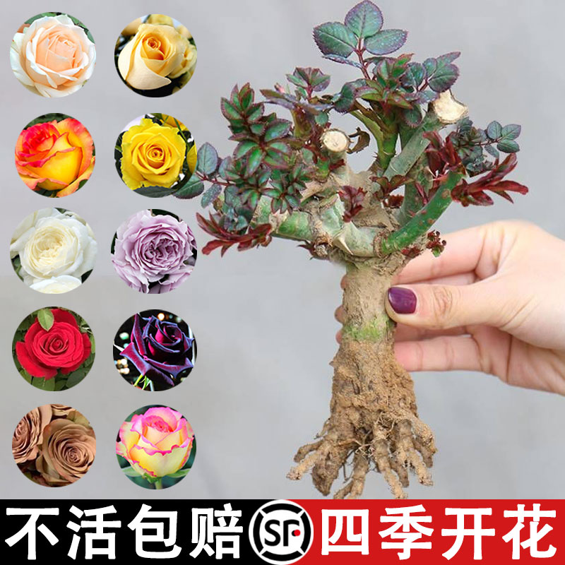 玫瑰花树苗老桩月季多分支花苗四季花卉室内盆栽植物开花浓香耐寒 鲜花速递/花卉仿真/绿植园艺 时令草本花卉 原图主图