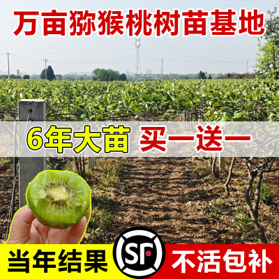 猕猴桃树果苗公母同株嫁接弥猴苗
