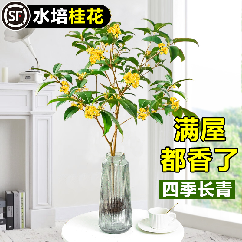 桂花树苗盆栽水培植物四季桂花带根浓香型形似马醉木好养绿植花卉-封面