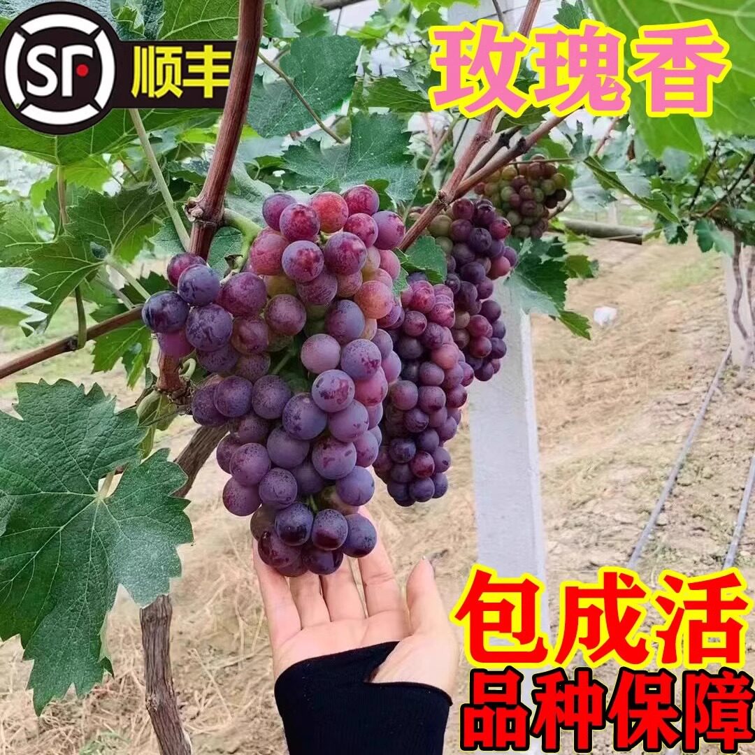 无核玫瑰香葡萄树苗南北方种植盆栽地栽爬藤葡萄树