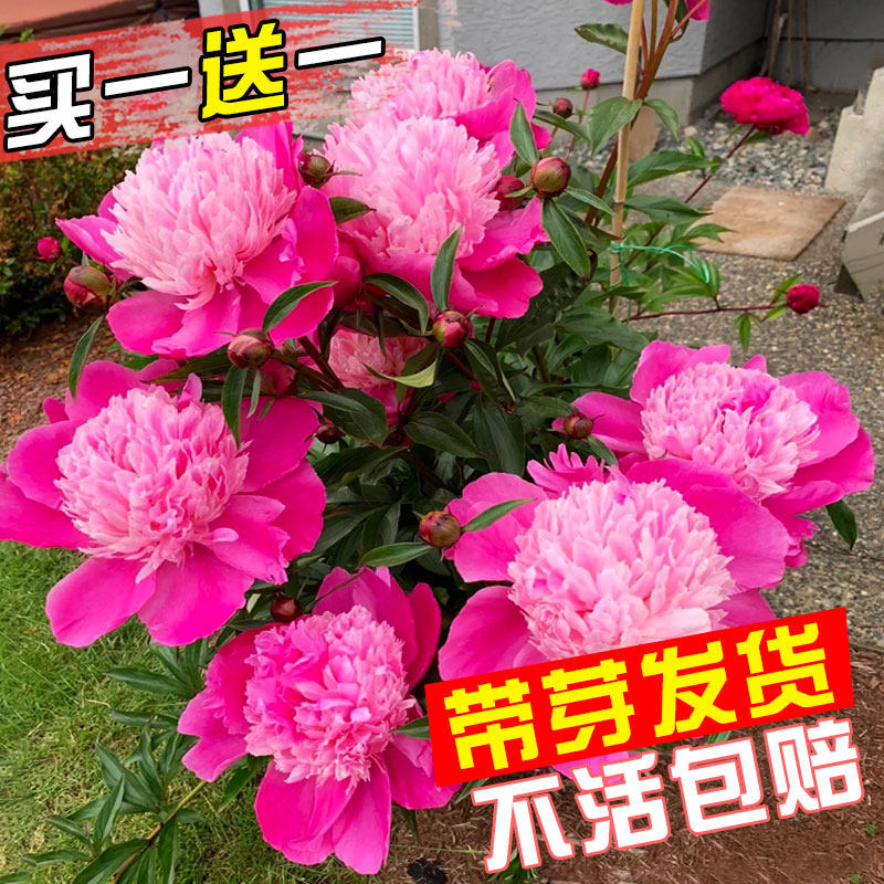 芍药花苗带芽种根重瓣芍药花耐寒四季开花阳台盆栽庭院牡丹花植物