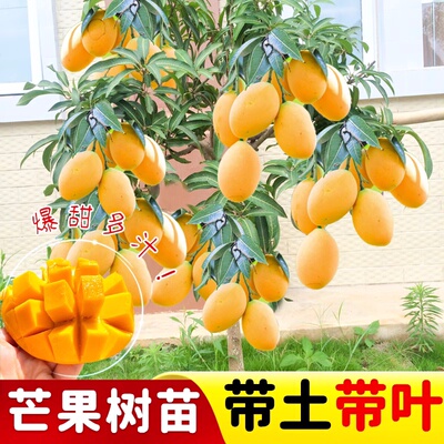 嫁接芒果树苗金煌芒桂七芒