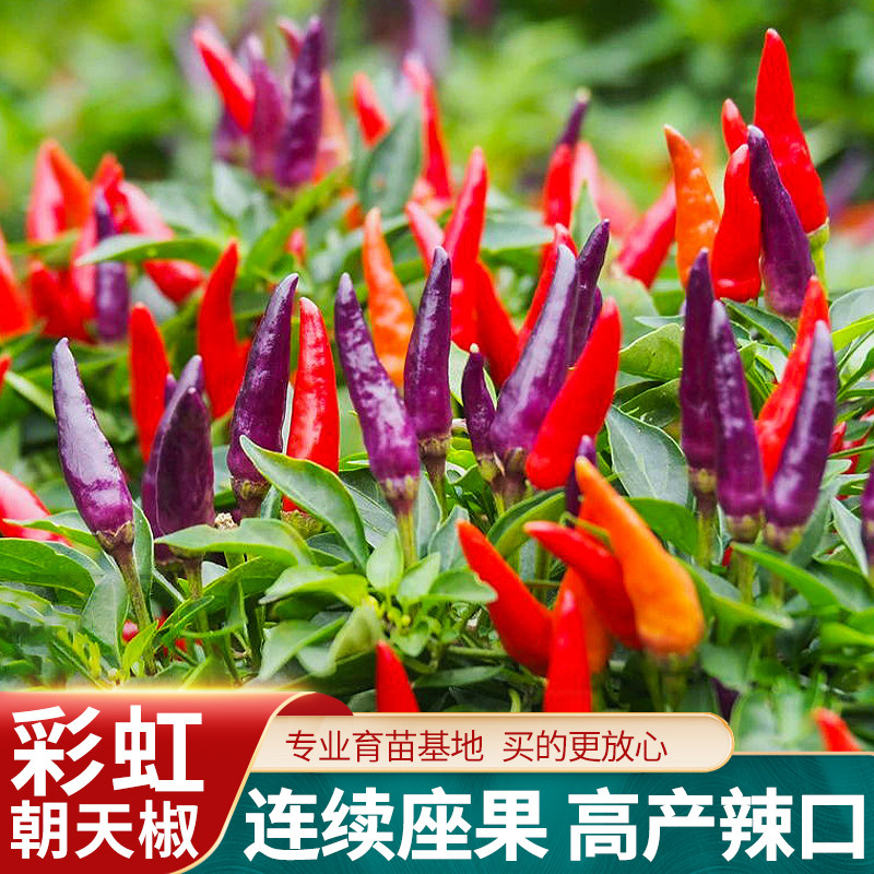 彩虹朝天椒种子辣椒籽春季夏四季高产超辣盆栽苗北南方种蔬菜种孑