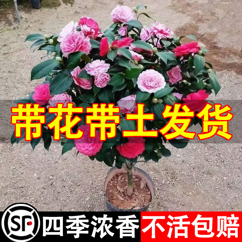 山茶花香妃五色赤丹四季开花浓香