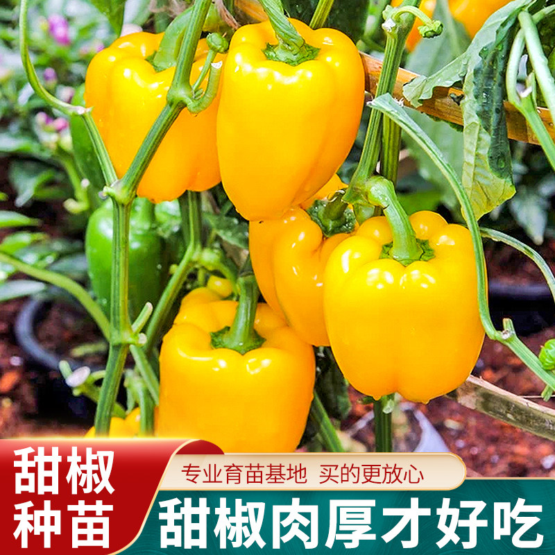 彩色黄色甜椒苗辣椒种籽种子孑阳台四季盆栽灯笼椒蔬菜种苗籽种