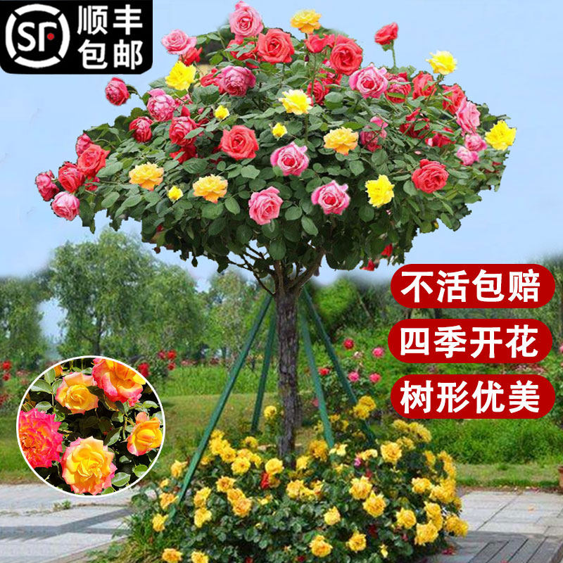 树桩状月季嫁接特大花苗盆栽室内外阳台庭院四季开花卉浓香型植物