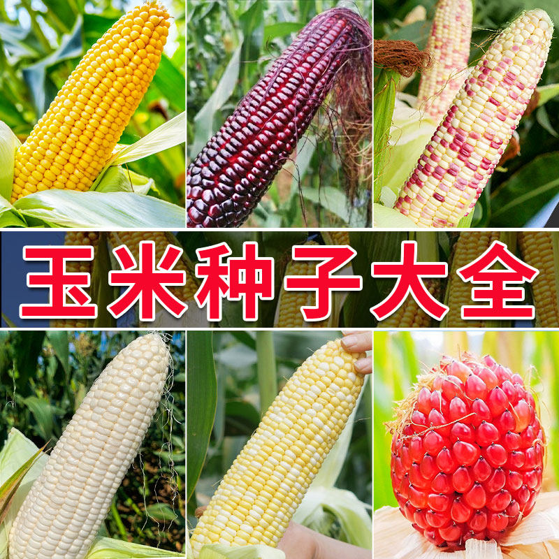 玉米种籽大全高产杂交正品甜玉米种子水果玉米种孑糯玉米种
