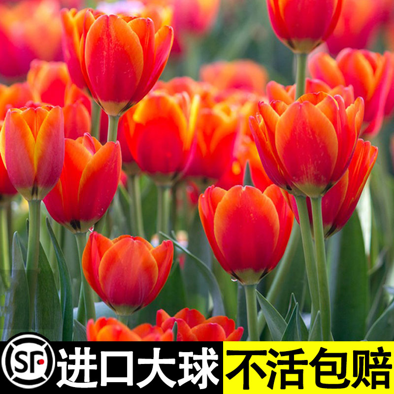 荷兰进口郁金香种球盆栽花苗水培郁金香5度球大球花海植物花种子