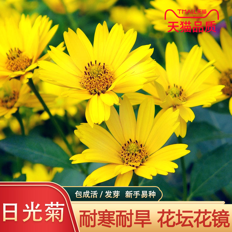 日光菊种子多年生草本花卉麦秆菊蜡菊种孑菊花阳台盆栽四季易播种