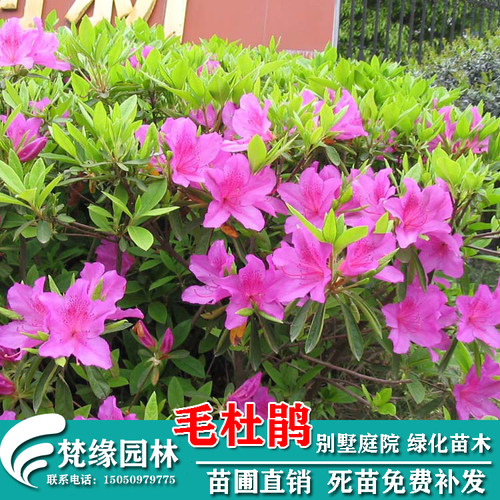 毛杜鹃苗价格 毛杜鹃苗图片 星期三
