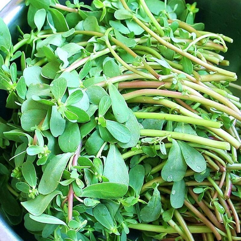 野生食用马齿苋种子马芷苋半枝莲太阳花蚂蚱菜新鲜马苋菜野菜蔬菜