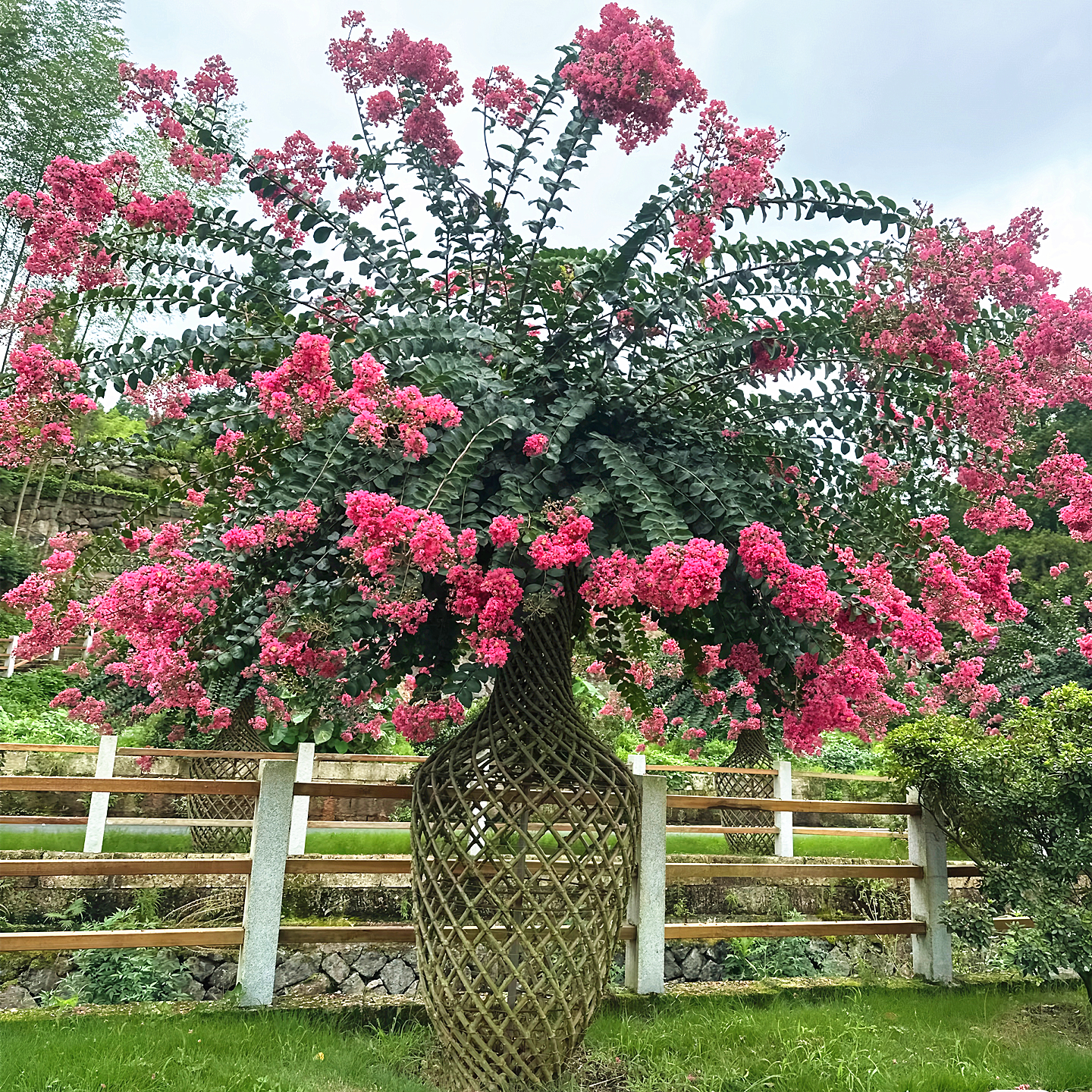 紫薇花瓶庭院园林造型风景紫薇树