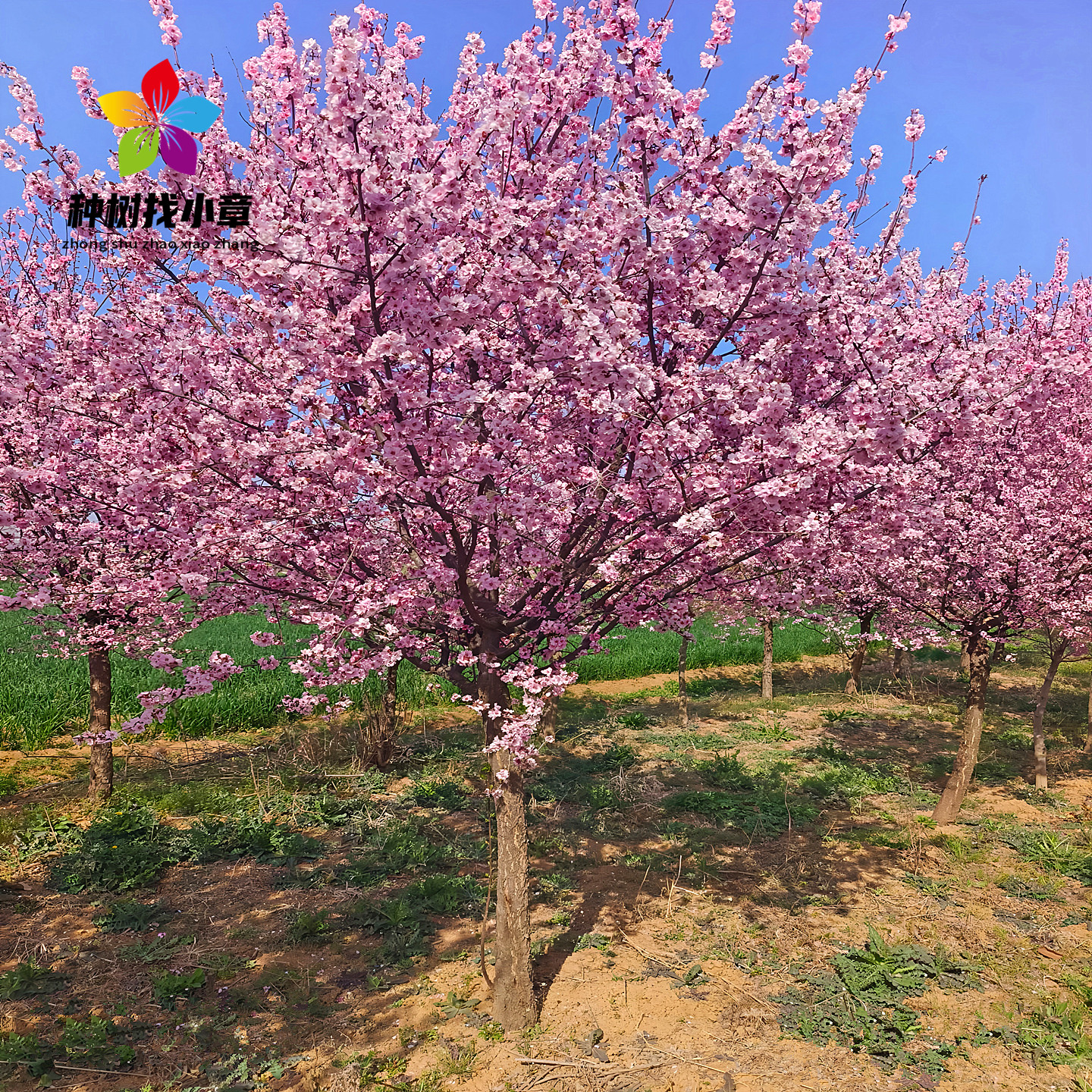 美人梅花庭院园林耐寒绿化风景树